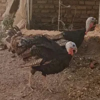 بوقلمون خانگی