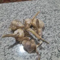 فروش 250کیلوسیر خشک