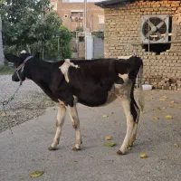 گوساله جنس هلیشتاین