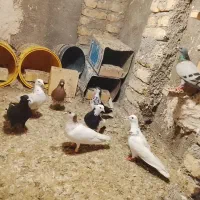 کفتر|پرنده|رضویه, |دیوار