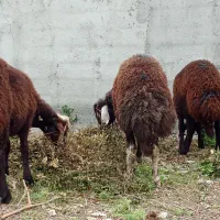 نر بره جنس برای تخمی