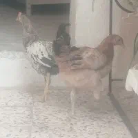 مرغ وخروس محلی