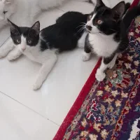 واگذاری 2عدد بچه گربه 4ماهه کاملا سالم نر
