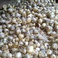 فروش موسیر درجه یک