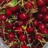 البالو تازه درشت ابدار وشیرین با طعمی عالی