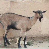 بزالپاین