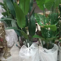 در ختچه کنار سالنی زیبا