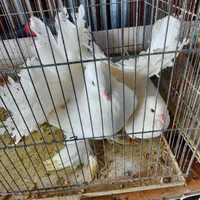 کبوتر دوم چتری