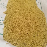 گرده گل|گل و گیاه طبیعی|ایذه, |دیوار