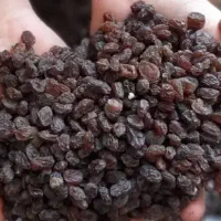 کشمش بیدانه و مویز آفتابی