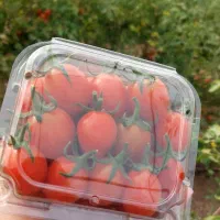 گوجه گیلاسی درجه یک