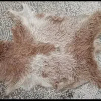 پوست بز تِکه دباغی شده