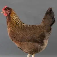 2عدد مرغ طبیعی تخمگذار