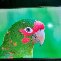 تلویزیون۵۵اینچ کیوال ای دی هوشمند اکبند