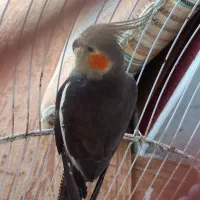 طوطی عروس