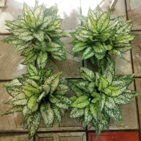 گل برفی تعدادعمده ۱۰ تایی و گلهای دیگه