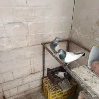12عدد کبوتر بهبهانی شهری 6تاش هم جوجه سه چهار پره