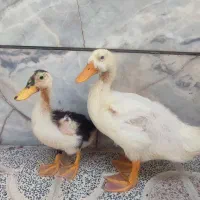 فروش اردک