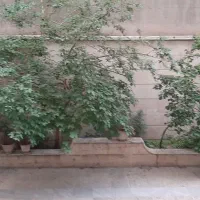 پاسداران-سروستان-285-متر-کلنگی-2-کله