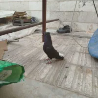 کبوتر دم سفید