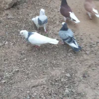 کبوتر|پرنده|بوشهر, |دیوار
