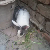 خرگوش بازی گوش خانگی