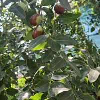عناب|خوردنی و آشامیدنی|مبارکه, |دیوار