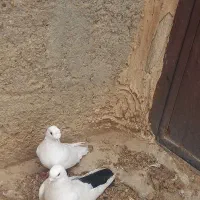 ی عدد ترکیه سفید ماده پیشونی ودمسیاه نر قطه بزرگ