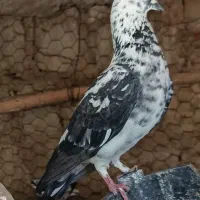 سینه باز