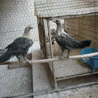 مرغ وخروس براکل. جوان۹۵۰ تومان