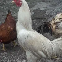 خروس|حیوانات مزرعه|مشگین شهر, |دیوار