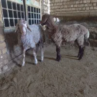 بره نر سبک