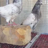 جوجه جیر تازه دونخور شده