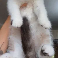 گربه اسکاتیش ماده2ماهه