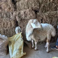قوچ مغانی