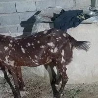 بز درشت وهیکلی برای مالداری