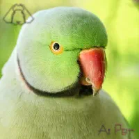 طوطی ملنگو ( شاه تخم) بسیار درشت و کشیده