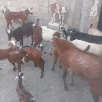 گوسفند