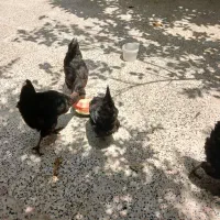 مرغ‌تخم‌گذار