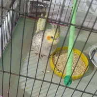 عروس هلندی