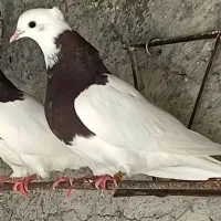 فروش طوقی ماده سرکه‌ای بدون پر خرابی