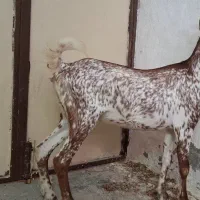 گیسه باب در خانه