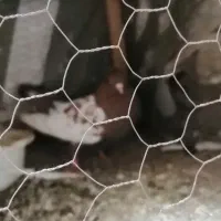 کبوتر