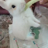 بچه خرگوش سفید
