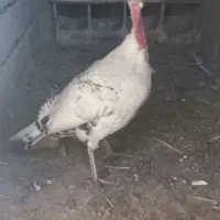 دو عدد بوقلمون ماده ،فروش و معاوضه با مرغ