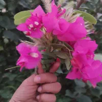 کارت خرید کالا نوپی فرهنگیان دارم . 100 میلیون