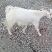 فروش نری بخته وچپش