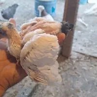 دوتا جوجه دستی کردن مفت
