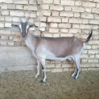 بز دورگ آلپاین. جوان.