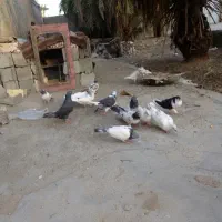 کفتر